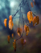 Autumn leaves with bokeh
