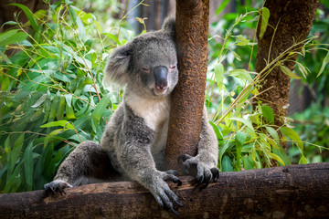 koala bear cute.