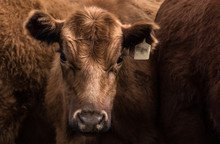 Portrait Of A Brown Cow