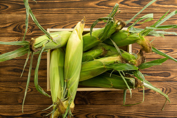 Box of freshly picked healthy corn on the cob