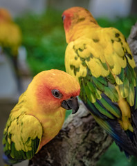 Wall Mural - Yellow And Green Parrots Bird