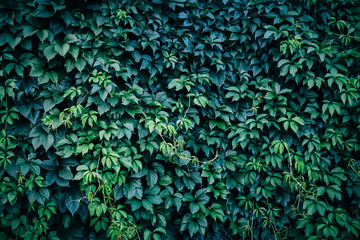 Green plant leaves background, foliage wall. Nature spring concept