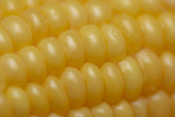 Fresh corn on cobs, closeup