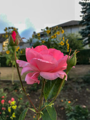 Wall Mural - Pink blossom of a rose in the garden