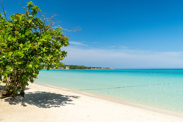 Wall Mural - Almond tree providing shade on a sunny day along a beach in Negril, Jamaica.