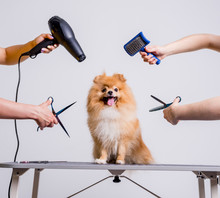Professional Cares For A Dog In A Specialized Salon. Groomers Holding Tools At The Hands.