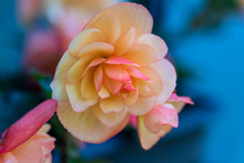 Bright Outdoor Floral Macro Portrait Of An Orange Pink Tuberous Begonia Blossom With Shallow Depth Of Field On Colorful Natural Blurred Background Taken On A Sunny Summer Day
