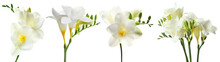 Set With Freesia Flowers On White Background