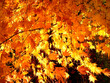 Beautiful autumn colour of maple leaves