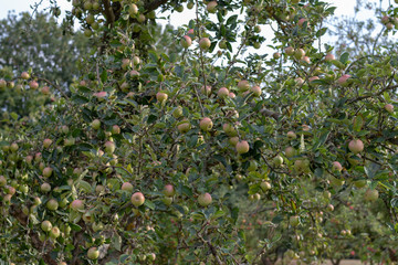 Wall Mural - Apple tree in an orchard full of ripen apples