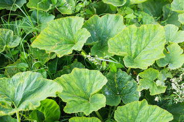 Green pumpkin leaf in garden