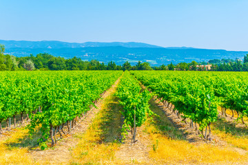 Wall Mural - Vineyards near Roussillon village in France