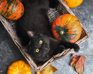 Green eyes black cat and orange pumpkins in wicker basket on gray cement background with autumn yellow dry fallen leaves. Top view background.