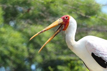 Yellow Billed Wood Stork / Wood Ibis of Africa / Bird 