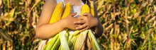 Little Girl Playing In A Corn Field On Autumn. Child Holding A Cob Of Corn. Harvesting With Kids. Autumn Activities For Children