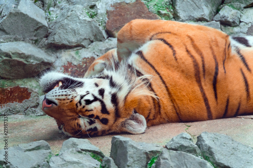 Zdjęcie XXL Tygrys leży na plecach na skałach i cieszy się resztą