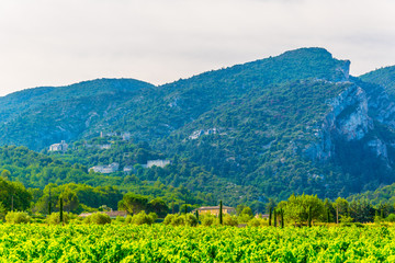 Wall Mural - Oppede le Vieux village in France viewed behind vineyards