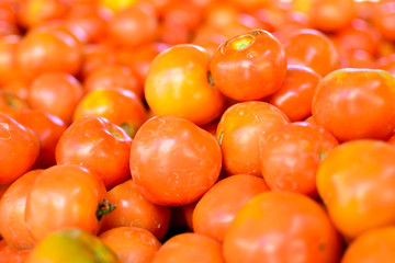 Wall Mural - Tomato Solanum