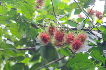 Canvas Print - Fresh rambutan on the rambutan tree,asian fruit.