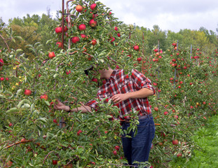 Farmer Checking on his Crop of Apples