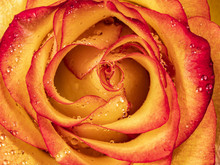 Macro Shot Of Red Tipped Yellow Rose With Dew