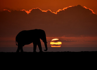 Elephant Sunset