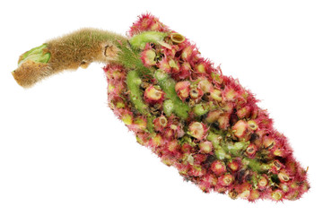 Inner cut of red summer  flower  of garden ornamental shrub - poisonous sumac.