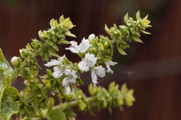 Wall Mural - Basil flowers (Ocimum basilicum) with brown background