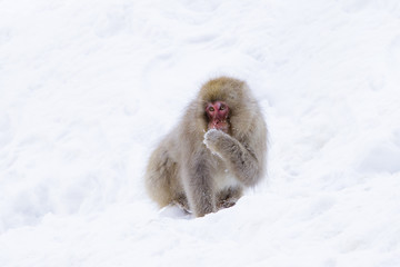 Snow monkeys in Nagano,Japan