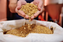 Male Hands Of The Brewer Holding Beer Malt On The Background Of The Brewery.