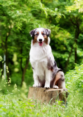 An Australian shepherd dog sits on a stump. Bitch has brown eyes. There is a lot of greenery around her. There are some trees in the background.