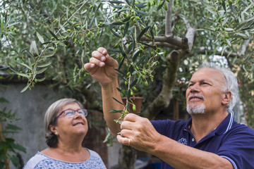 olive tree. elderly senior couple in countryside like home farm work together, with plants cutting and repair them. family concept of life forever together with love and affection