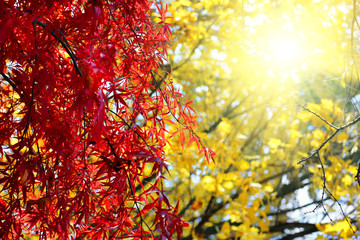 Bright Japanese maple or Acer palmatum branches on the sunny autumn garden