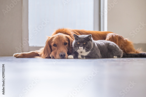 Golden Retriever And British Short Hair Cat Buy This Stock Photo