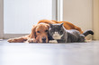 canvas print picture - Golden retriever and British short hair cat