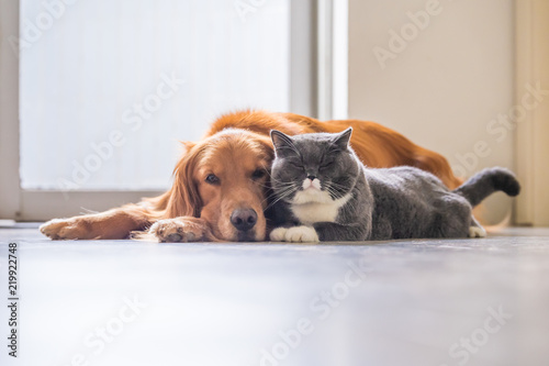 Golden retriever and British short hair cat Tableau sur Toile