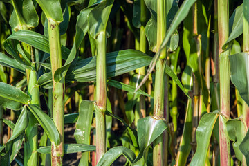  Corn stalks and leaves