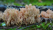 Ramaria formosa mushroom