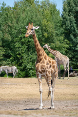 Giraffe animal in safari park close up