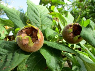 Gros plan de nèfles sur un néflier (Mespilus germanica)