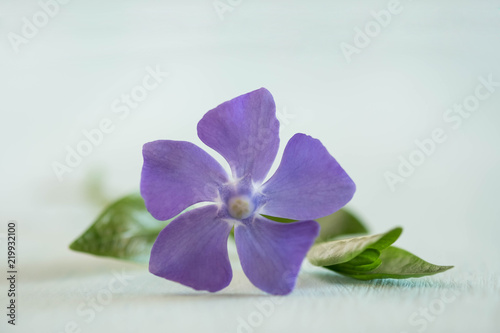 Fotografía beauty periwinkle on light wooden table