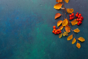 Two branches of autumn leaves (Spiraea Vanhouttei) and small red fruits Rowans on a dark blue-green painted wooden background.