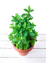Fresh Mint In A Pot On White Wood Background, Close Up.