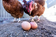 Huhn beobachtet zwei Eier