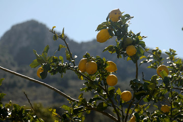 Wall Mural - Ripe lemon trees