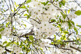 Fototapeta  - Spring, cherry blossom, blue sky.