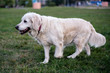 © zayatssv - portrait of a golden retriever on a green glade