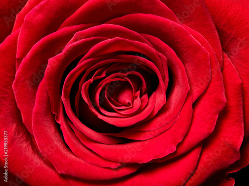 flower rose petal blossom red nature beautiful background