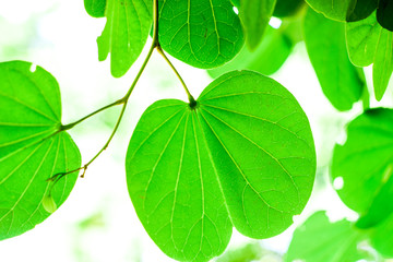 Nature Leaves background, Close up beautiful natural view green leaves with sunlight on greenery blurred and bokeh wallpaper background in public park garden, fresh wallpaper concept,