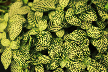Wall Mural - green leaves with white pattern natural background.